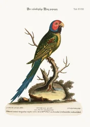 Il parrocchetto dalla testa rosa, 1749-73